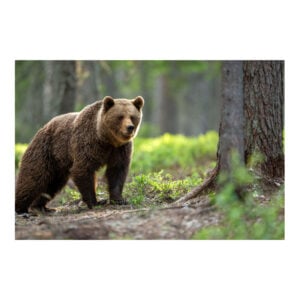 Plain Bear Bowling Towel