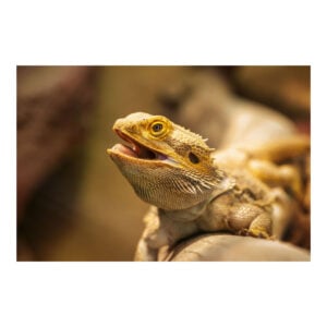 Plain Beardie Bowling Towel