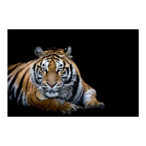 Plain Tiger Bowling Towel